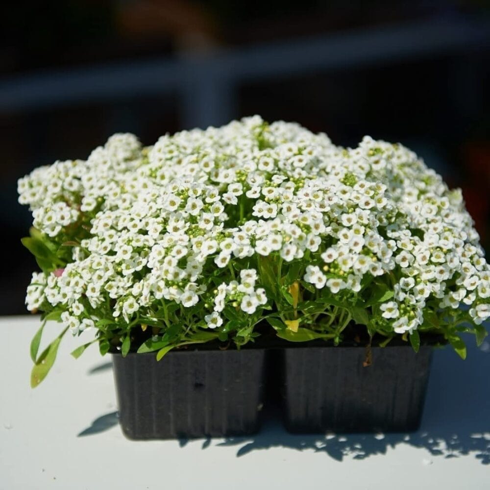 Alyssum Benthami White Flower Seeds – Organic Flower Seeds for Winter Bliss
