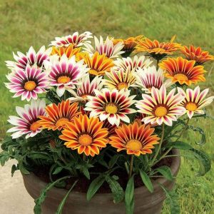 Gazania Sunshine Mix Flower Seeds-Easy To Grow In Pots