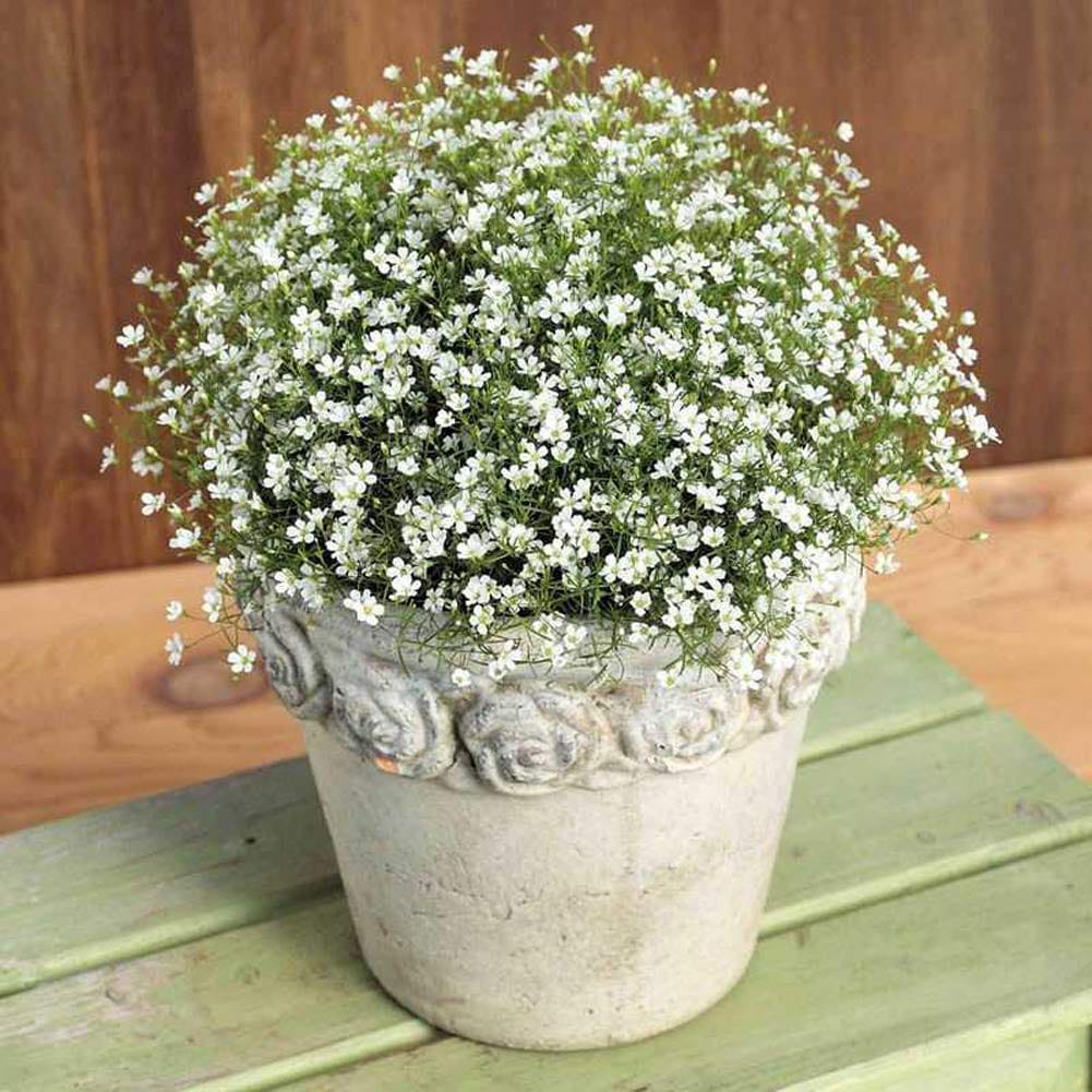 Gypsophila White Flower Seeds–Babys Breath-Ideal for Bouquets and Borders