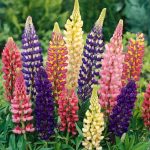 Lupin Pixie Dwarf Mix Flower Seeds Online in India-Winter Favourite