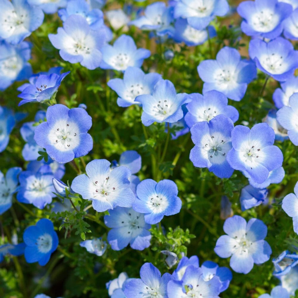 Nemophila open pollinated flower seeds