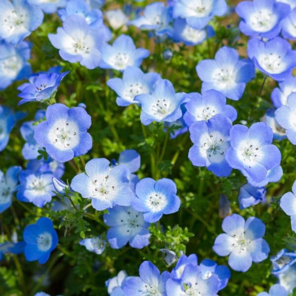 Nemophila open pollinated flower seeds