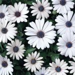 Premium Dimorphotheca White Perennial Flower OP seeds