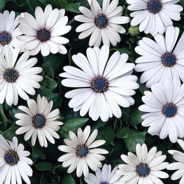 Premium Dimorphotheca White Perennial Flower OP seeds