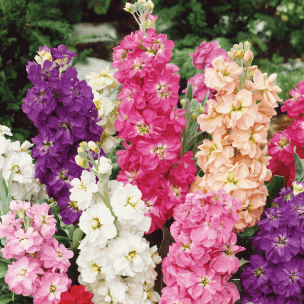 Maithola Stock op premium flower seeds