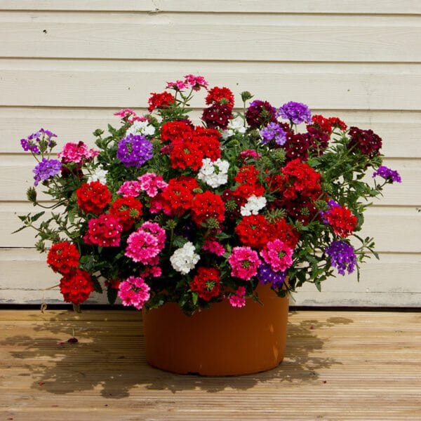 Buy Stunning Verbena Ideal Mix Flower OP Seeds Online in India