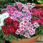Dianthus Baby Doll Mix Flower Seeds-Easy to Grow and Perfect for Pots and Gardens