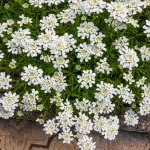 Candituft White Flower Organic Open Pollinated Seeds