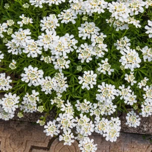Candituft White Flower Organic Open Pollinated Seeds