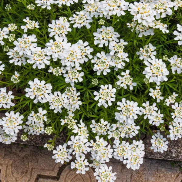 Candituft White Flower Organic Open Pollinated Seeds