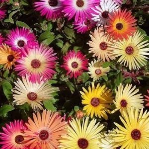 Mesembryanthemum Ice plant Burf Mix OP Flower Seeds