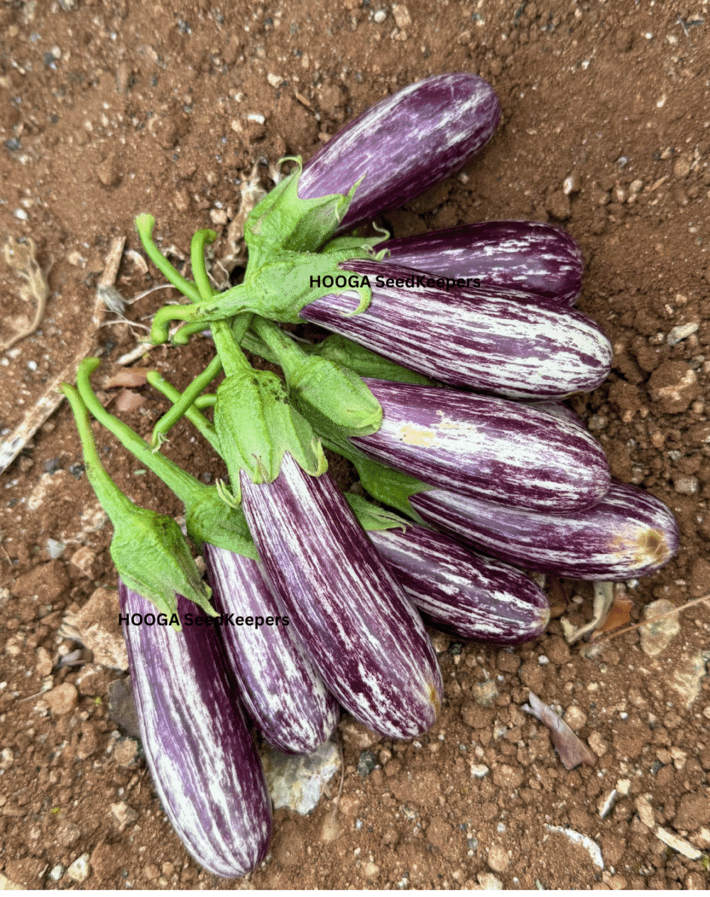 Dharapuram Samba Brinjal Seeds – 200-Year-Old Native Variety | Drought-Resistant Heirloom Brinjal | Buy Online at HoogaSeeds