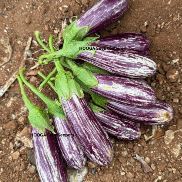 Dharapuram Samba Brinjal Seeds – 200-Year-Old Native Variety | Drought-Resistant Heirloom Brinjal | Buy Online at HoogaSeeds