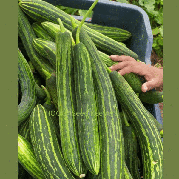 Buy Cucumber Dharwad Long Native Seeds | HOOGA Seeds