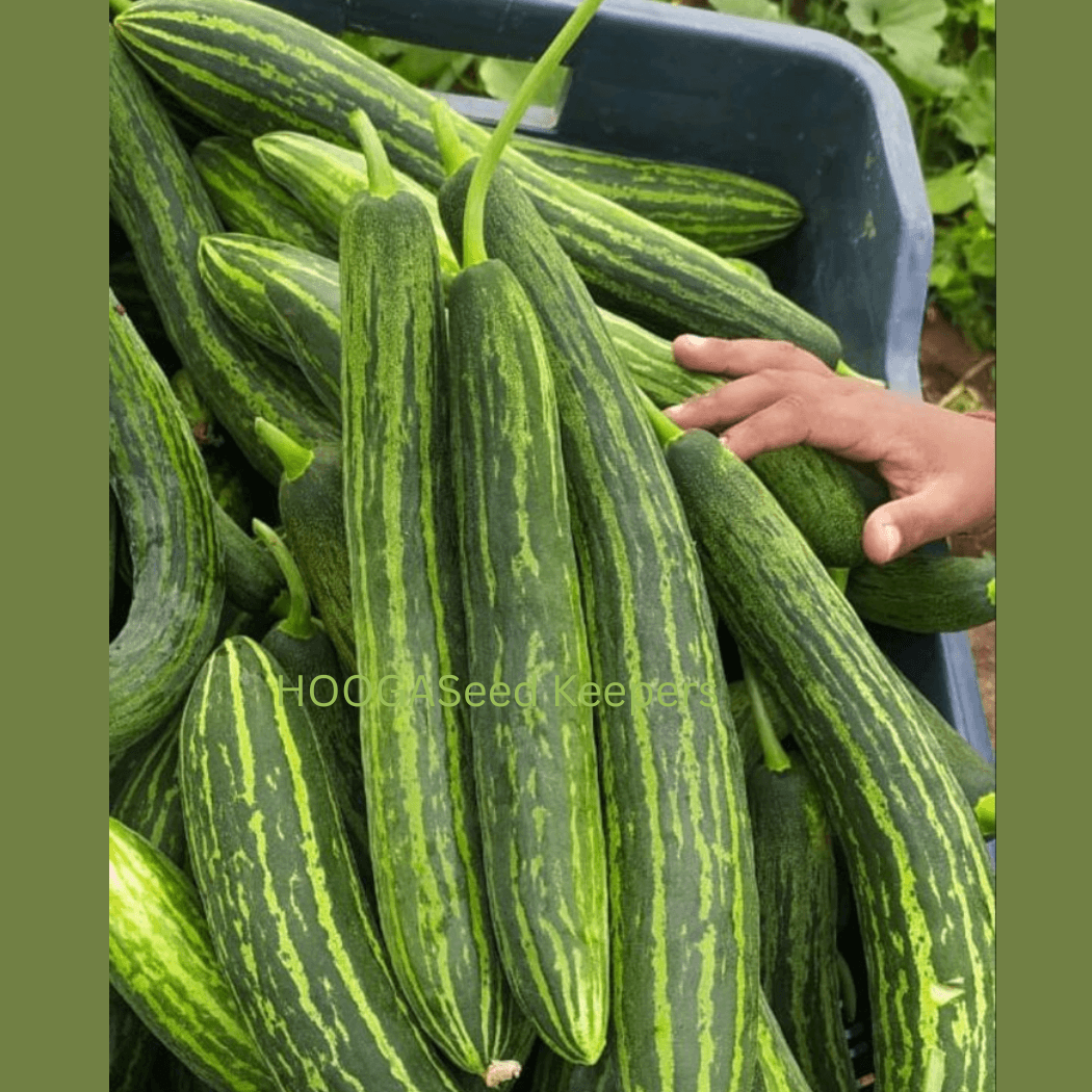 Buy Cucumber Dharwad Long Native Seeds | HOOGA Seeds