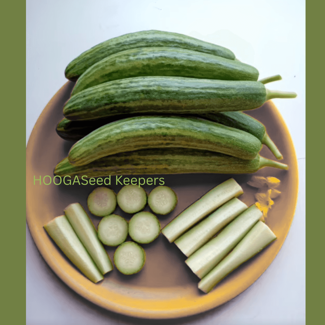 Buy Cucumber Dharwad Long Native Seeds | HOOGA Seeds