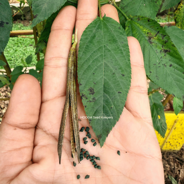 Buy Molokhia (Moroheya / Egyptian Spinach) Seeds Online in India – Premium Heirloom Seeds | HOOGA Seeds