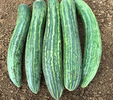 Buy Cucumber Dharwad Long Native Seeds | HOOGA Seeds