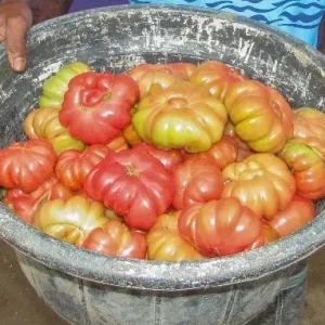 Native Srilankan Dodamkumbura tomato seeds