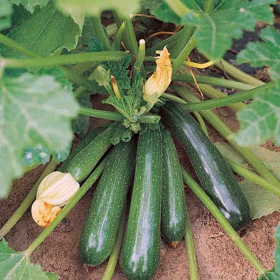 Buy Zucchini Seeds Online in India – Premium High-Yield & Heirloom Seeds | HOOGA Seeds