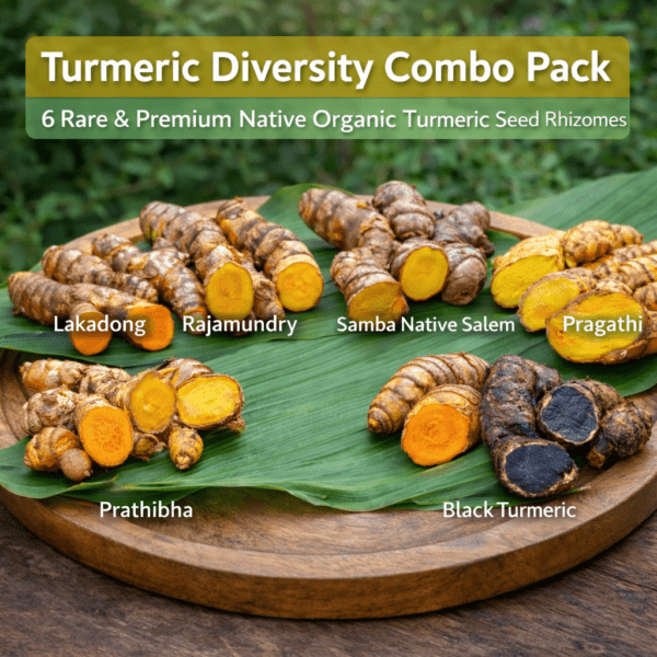 Turmeric Diversity Combo Pack – 6 Exclusive Rare Native Organic Turmeric Seed Rhizomes