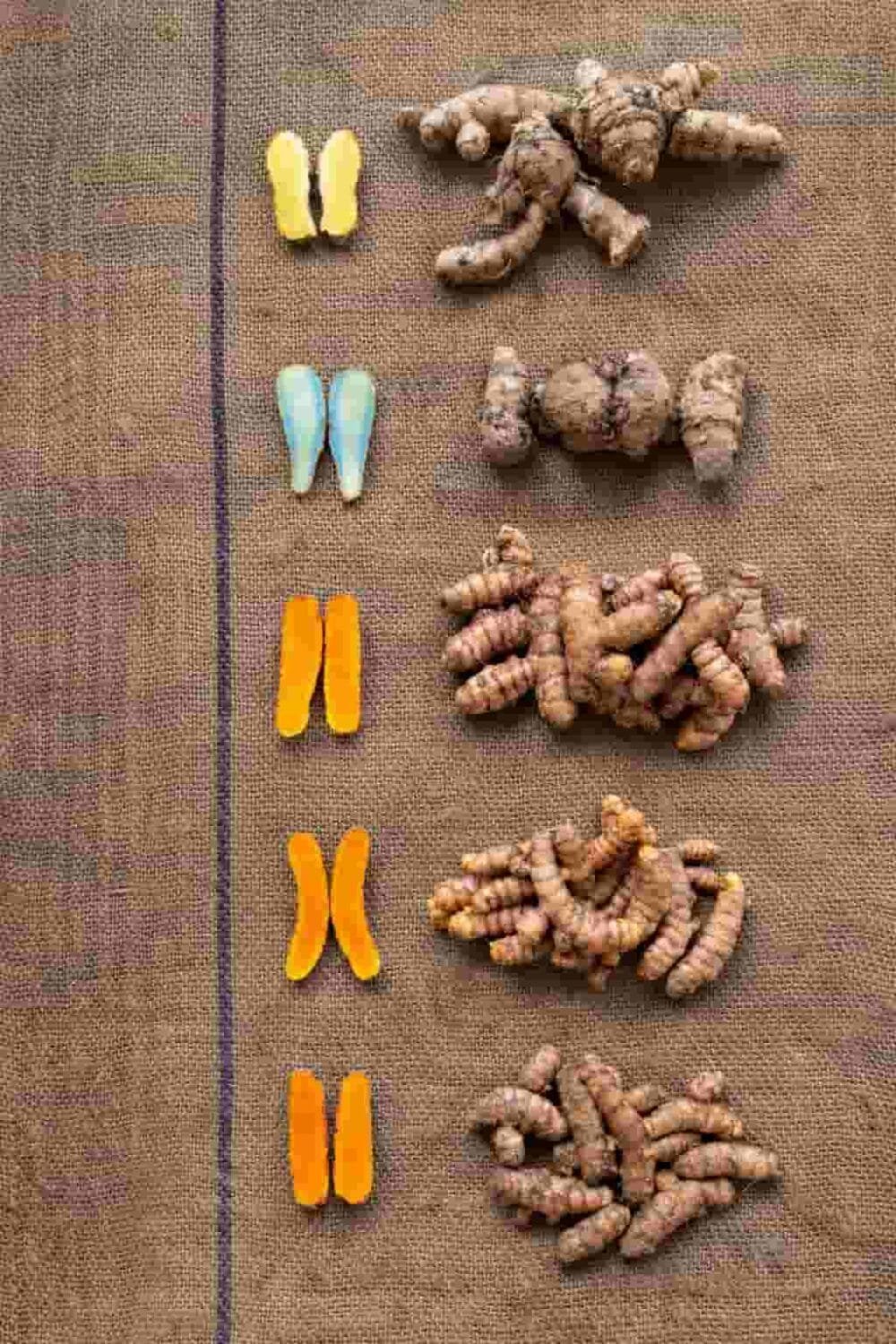Turmeric Diversity Combo Pack – 6 Exclusive Rare Native Organic ...