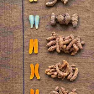 Turmeric Diversity Combo Pack – 6 Exclusive Rare Native Organic Turmeric Seed Rhizomes
