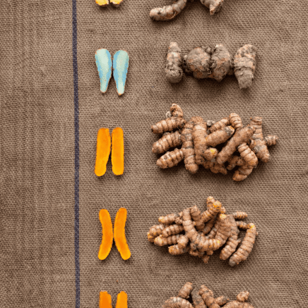 Turmeric Diversity Combo Pack – 6 Exclusive Rare Native Organic Turmeric Seed Rhizomes