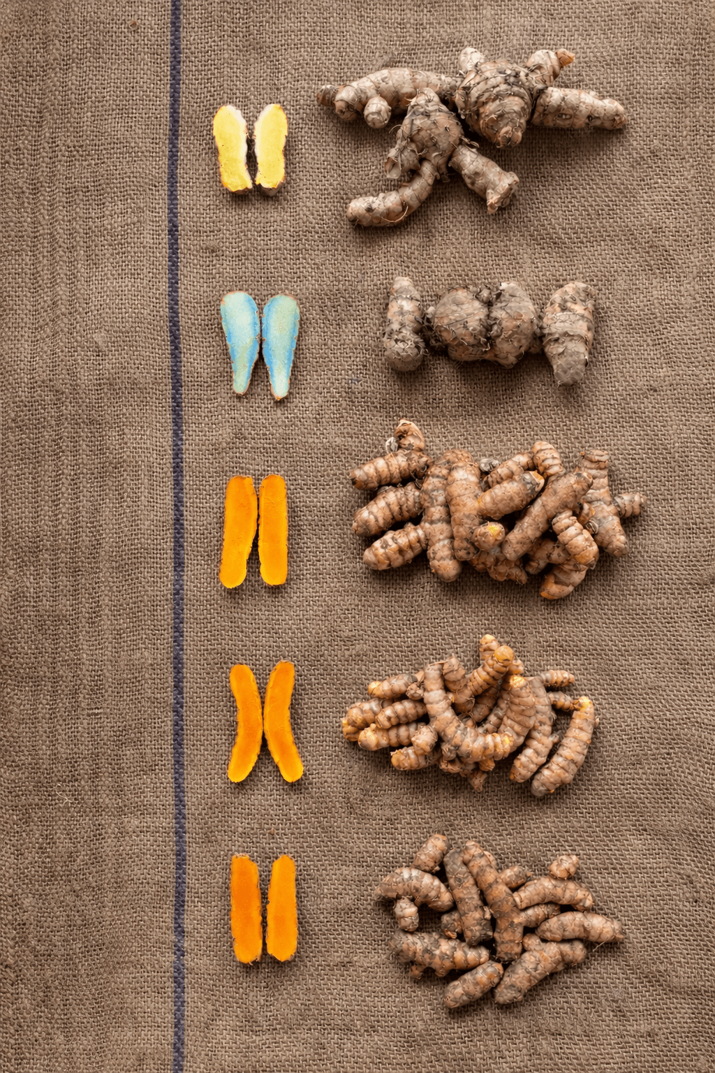 Turmeric Diversity Combo Pack – 6 Exclusive Rare Native Organic Turmeric Seed Rhizomes