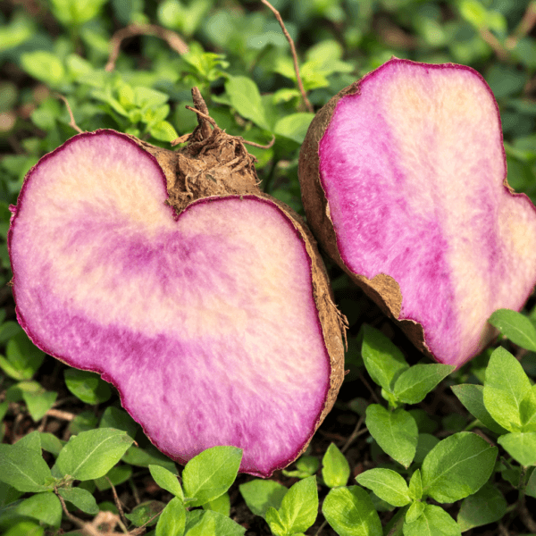 White Yam Seeds Online – Premium Dioscorea rotundata Seed Tubers | HOOGA Seeds