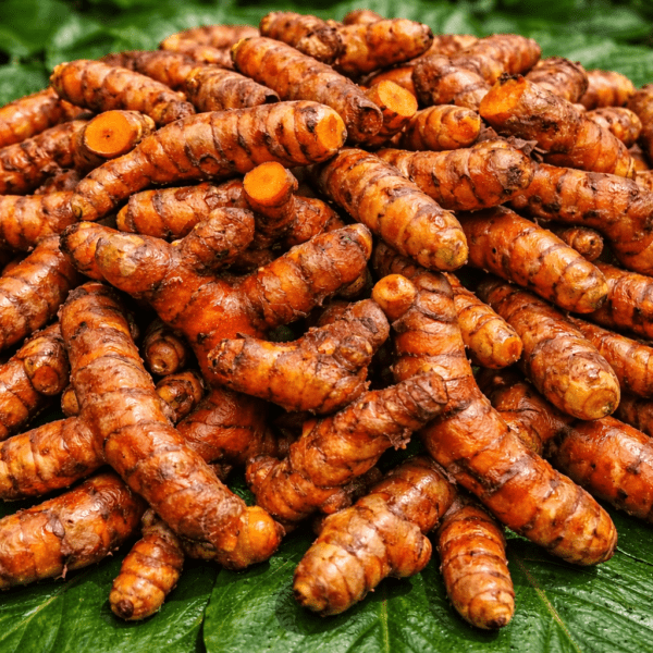 Pragathi Turmeric Rhizomes – High Yield Native Turmeric Seeds