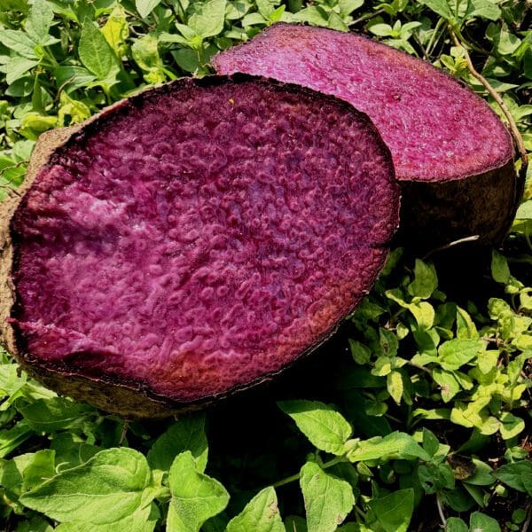 Purple Yam Seeds