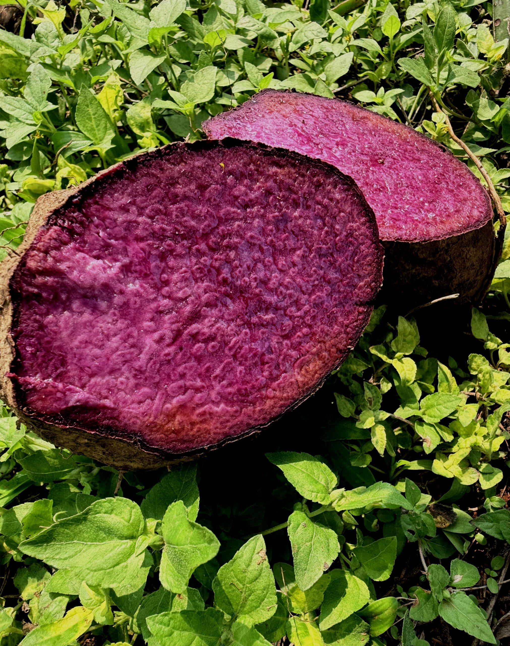 Purple Yam Seeds
