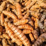 Rajamundry Turmeric Organic Seed Rhizomes