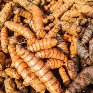 Rajamundry Turmeric Organic Seed Rhizomes