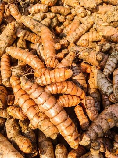 Rajamundry Turmeric Organic Seed Rhizomes