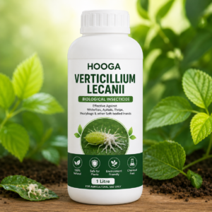 Verticillium Lecanii Bio Pesticide | Biological Insecticide for Whitefly, Aphids & Thrips – HOOGA Seeds