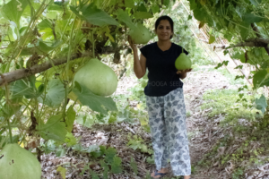 Bottle Gourd Big Round Vegetable Seeds